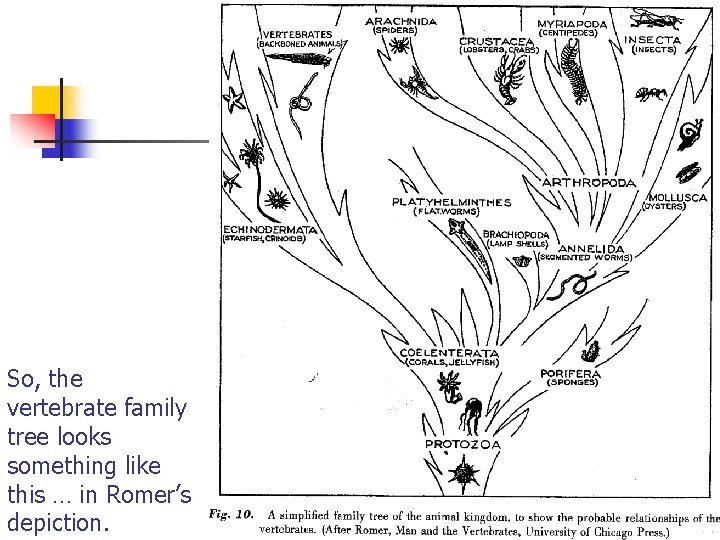 So, the vertebrate family tree looks something like this … in Romer’s depiction. 
