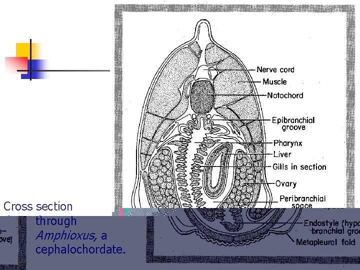 Cross section through Amphioxus, a cephalochordate. 