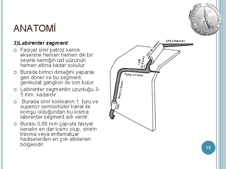 ANATOMİ 3)Labirenter segment: Fasiyal sinir petröz kemik eksenine hemen dik bir seyirle kemiğin üst