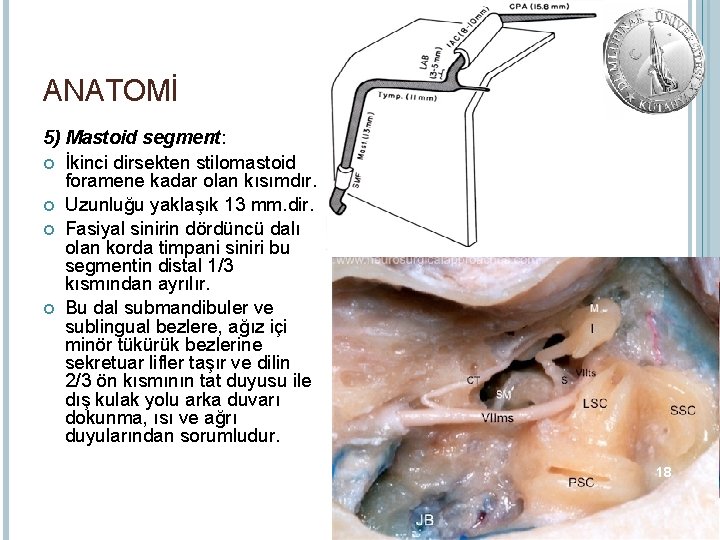 ANATOMİ 5) Mastoid segment: İkinci dirsekten stilomastoid foramene kadar olan kısımdır. Uzunluğu yaklaşık 13