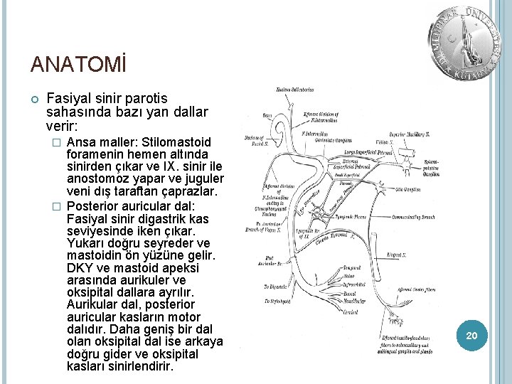 ANATOMİ Fasiyal sinir parotis sahasında bazı yan dallar verir: Ansa maller: Stilomastoid foramenin hemen