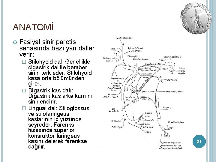 ANATOMİ Fasiyal sinir parotis sahasında bazı yan dallar verir: Stilohyoid dal: Genellikle digastrik dal