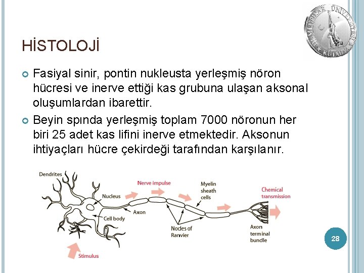 HİSTOLOJİ Fasiyal sinir, pontin nukleusta yerleşmiş nöron hücresi ve inerve ettiği kas grubuna ulaşan