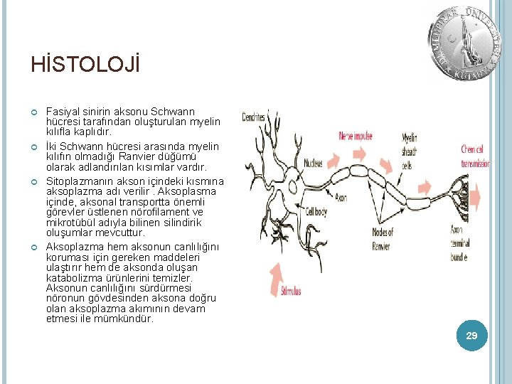 HİSTOLOJİ Fasiyal sinirin aksonu Schwann hücresi tarafından oluşturulan myelin kılıfla kaplıdır. İki Schwann hücresi