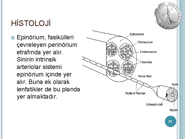 HİSTOLOJİ Epinörium, fasikülleri çevreleyen perinörium etrafında yer alır. Sinirin intrinsik arteriolar sistemi epinörium içinde