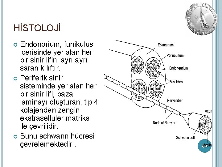 HİSTOLOJİ Endonörium, funikulus içerisinde yer alan her bir sinir lifini ayrı saran kılıftır. Periferik