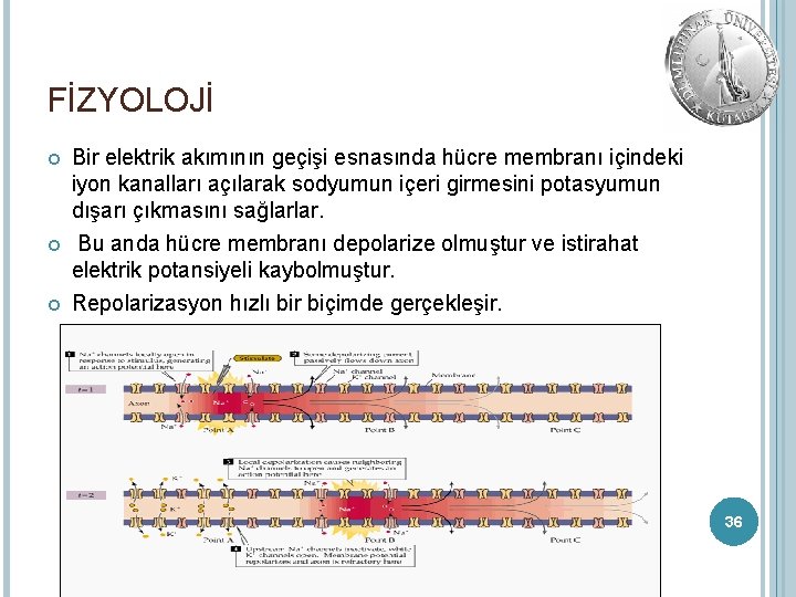 FİZYOLOJİ Bir elektrik akımının geçişi esnasında hücre membranı içindeki iyon kanalları açılarak sodyumun içeri