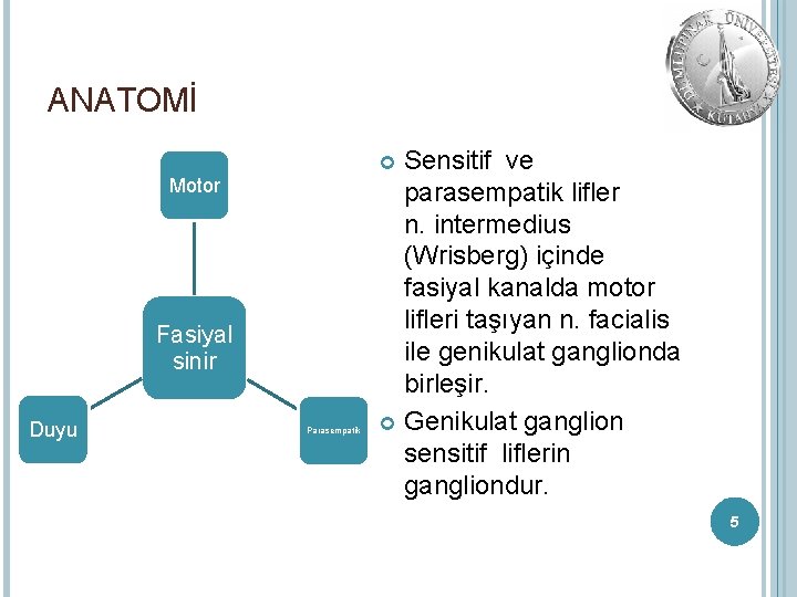 ANATOMİ Sensitif ve parasempatik lifler n. intermedius (Wrisberg) içinde fasiyal kanalda motor lifleri taşıyan