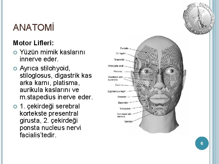 ANATOMİ Motor Lifleri: Yüzün mimik kaslarını innerve eder. Ayrıca stilohyoid, stiloglosus, digastrik kas arka