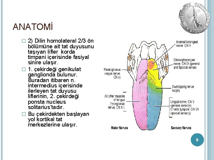 ANATOMİ 2) Dilin homolateral 2/3 ön bölümüne ait tat duyusunu taşıyan lifler korda timpani