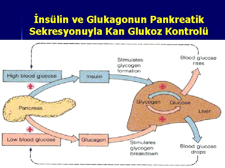 İnsülin ve Glukagonun Pankreatik Sekresyonuyla Kan Glukoz Kontrolü 