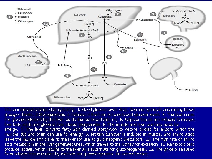 Tissue interrelationships during fasting. 1. Blood glucose levels drop, decreasing insulin and raising blood