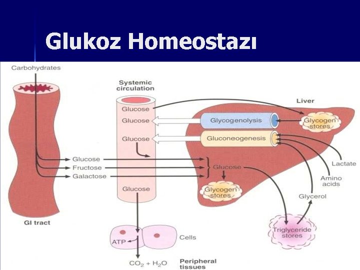 Glukoz Homeostazı Glukoz Homeostazı