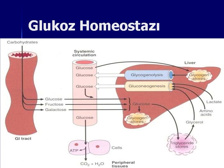 Glukoz Homeostazı 