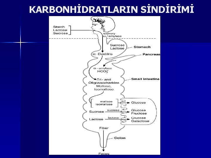 KARBONHİDRATLARIN SİNDİRİMİ 