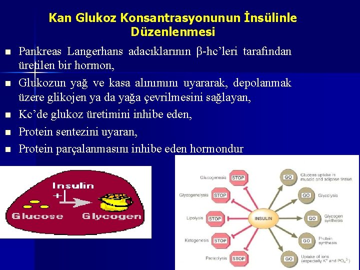 Kan Glukoz Konsantrasyonunun İnsülinle Düzenlenmesi n n n Pankreas Langerhans adacıklarının β-hc’leri tarafından üretilen