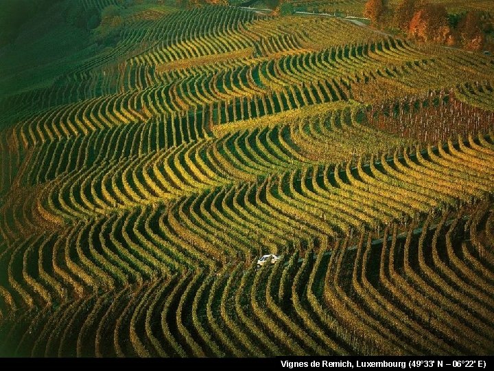 Vignes de Remich, Luxembourg (49° 33' N – 06° 22' E) 