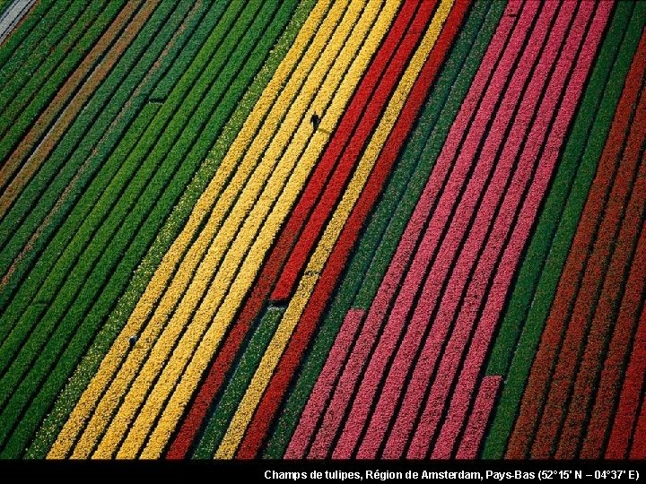 Champs de tulipes, Région de Amsterdam, Pays-Bas (52° 15' N – 04° 37' E)
