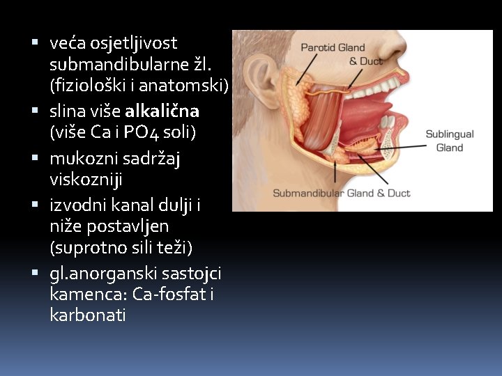  veća osjetljivost submandibularne žl. (fiziološki i anatomski) slina više alkalična (više Ca i