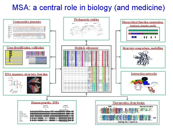 MSA: a central role in biology (and medicine) Comparative genomics Phylogenetic studies Hierarchical function