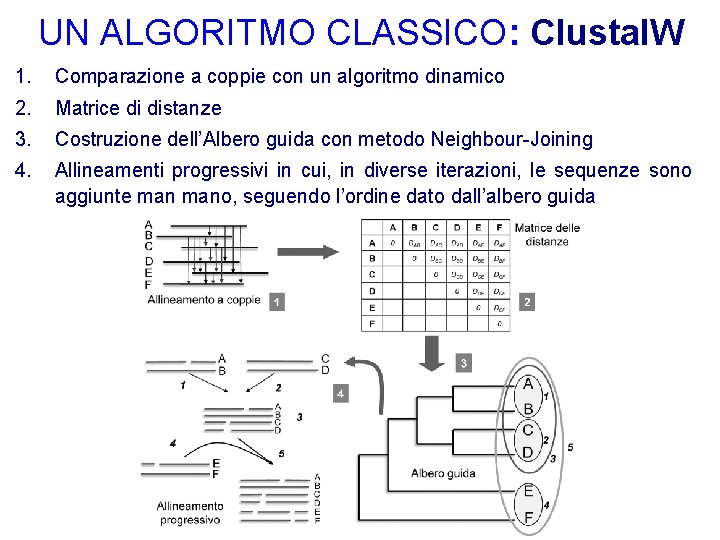 UN ALGORITMO CLASSICO: Clustal. W 1. Comparazione a coppie con un algoritmo dinamico 2.