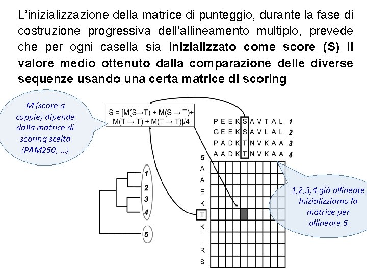 L’inizializzazione della matrice di punteggio, durante la fase di costruzione progressiva dell’allineamento multiplo, prevede