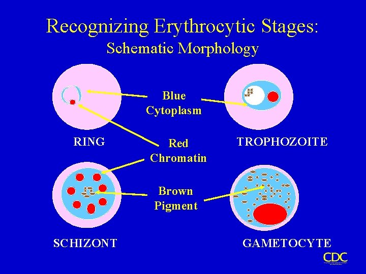 Recognizing Erythrocytic Stages: Schematic Morphology Blue Cytoplasm RING Red Chromatin TROPHOZOITE Brown Pigment SCHIZONT