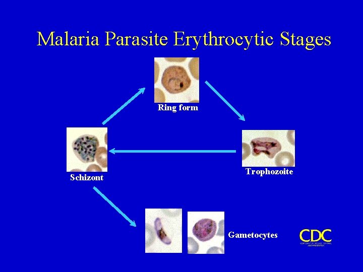 Malaria Parasite Erythrocytic Stages Ring form Schizont Trophozoite Gametocytes 