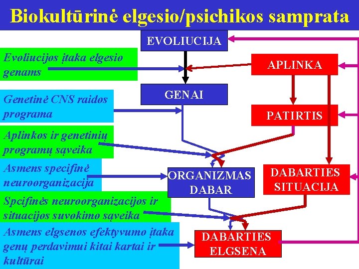 Biokultūrinė elgesio/psichikos samprata EVOLIUCIJA Evoliucijos įtaka elgesio genams Genetinė CNS raidos programa APLINKA GENAI