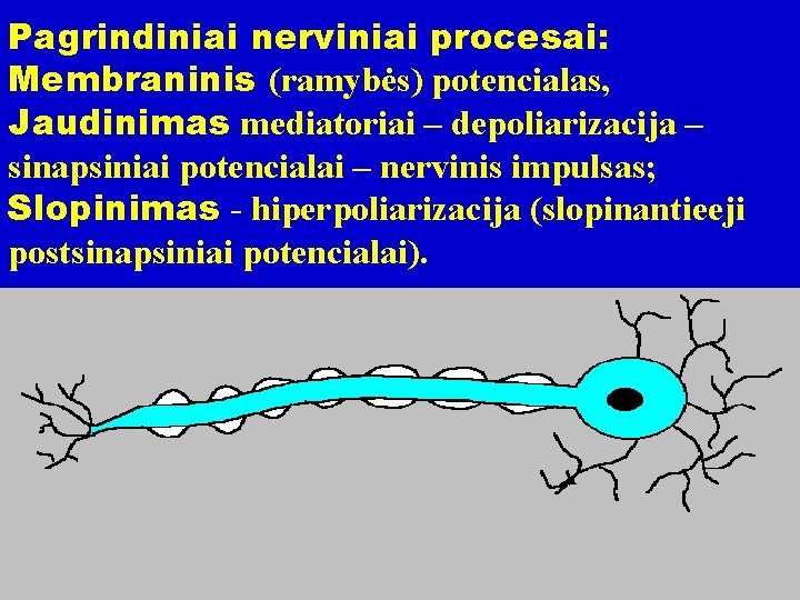 Pagrindiniai nerviniai procesai: Membraninis (ramybės) potencialas, Jaudinimas mediatoriai – depoliarizacija – sinapsiniai potencialai –