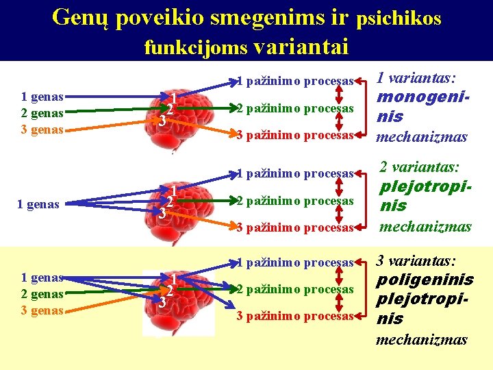 Genų poveikio smegenims ir psichikos funkcijoms variantai 1 pažinimo procesas 1 genas 2 genas