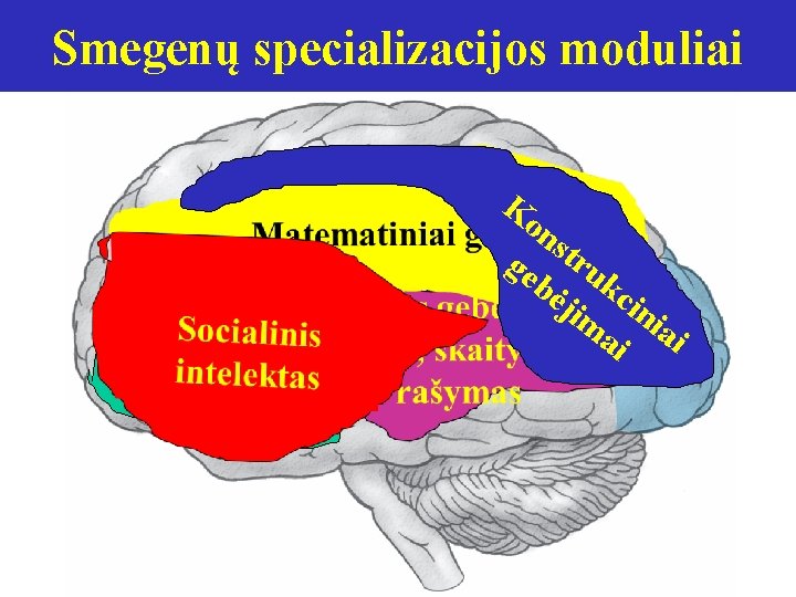 Smegenų specializacijos moduliai Ko Emocinis intelektas ns ge tru bė kc jim in ai