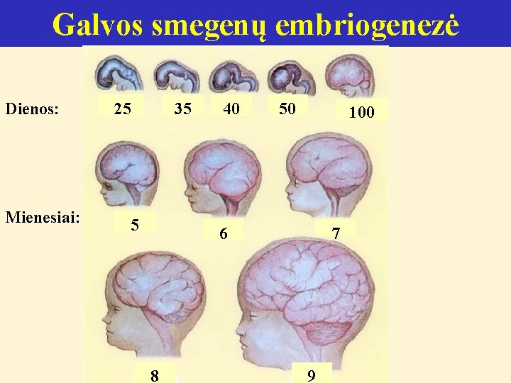 Galvos smegenų embriogenezė Dienos: Mienesiai: 25 25 35 5 40 50 100 6 8
