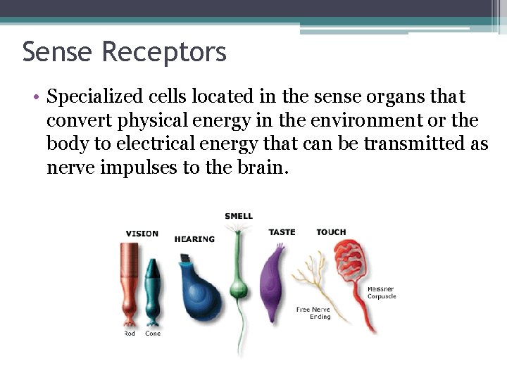 Sense Receptors • Specialized cells located in the sense organs that convert physical energy