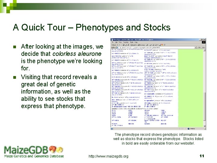 A Quick Tour – Phenotypes and Stocks n n After looking at the images,