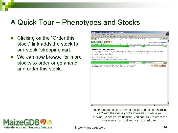 A Quick Tour – Phenotypes and Stocks n n Clicking on the “Order this