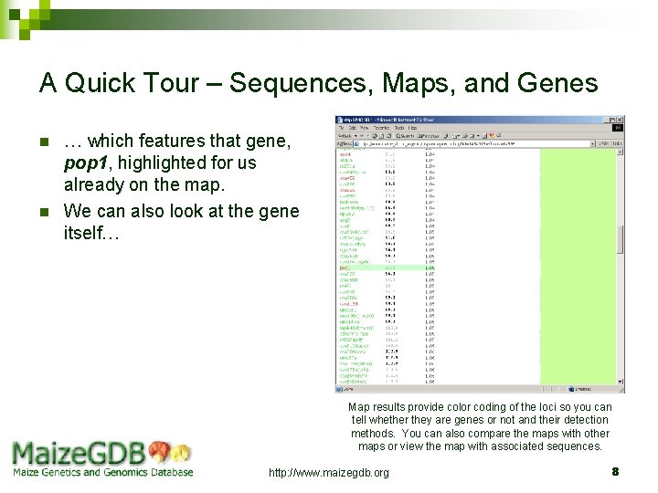 A Quick Tour – Sequences, Maps, and Genes n n … which features that