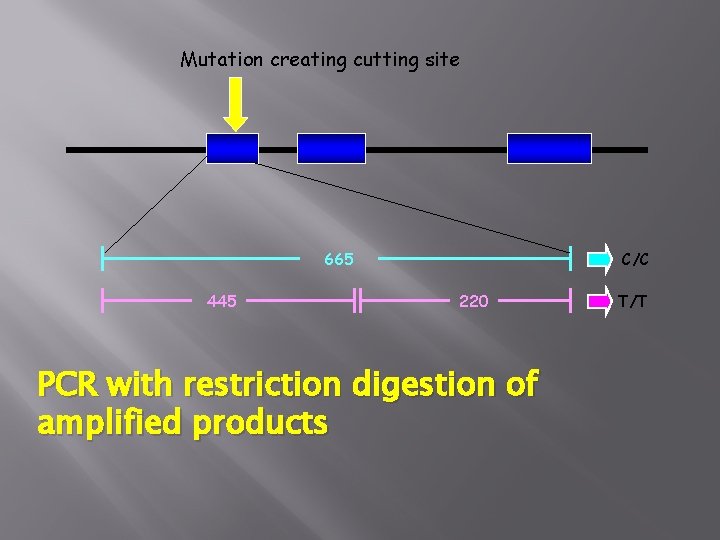 Mutation creating cutting site 665 445 C/C 220 PCR with restriction digestion of amplified