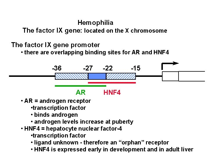 Hemophilia The factor IX gene: located on the X chromosome The factor IX gene