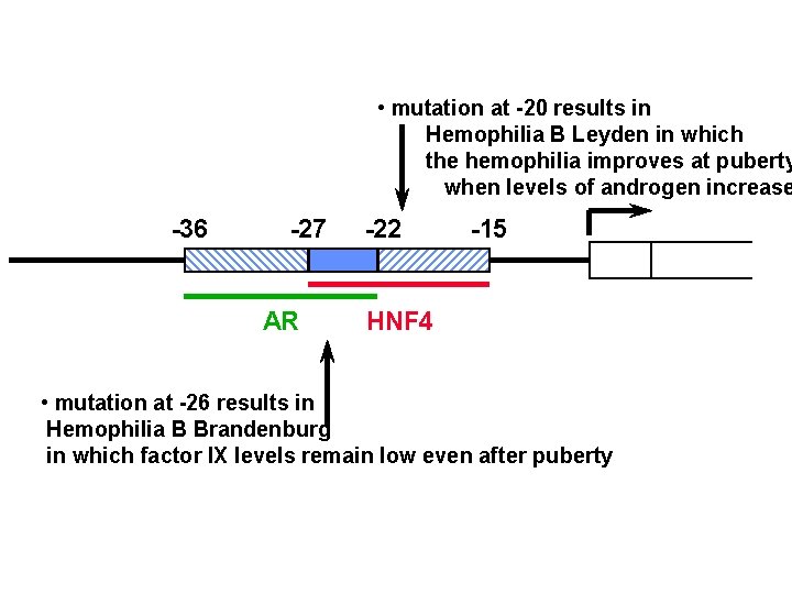  • mutation at -20 results in Hemophilia B Leyden in which the hemophilia