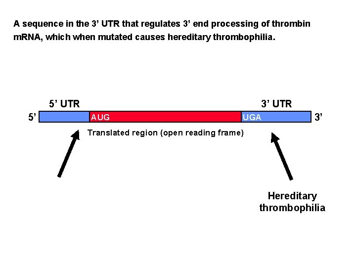 A sequence in the 3’ UTR that regulates 3’ end processing of thrombin m.