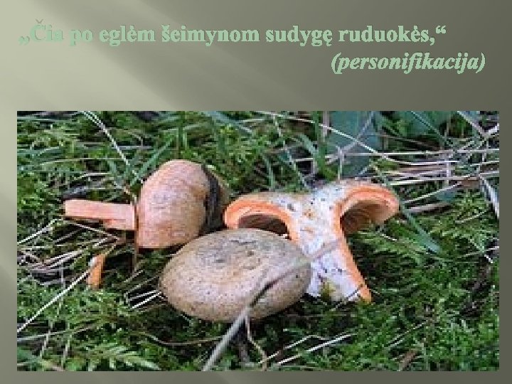 „Čia po eglėm šeimynom sudygę ruduokės, “ (personifikacija) 