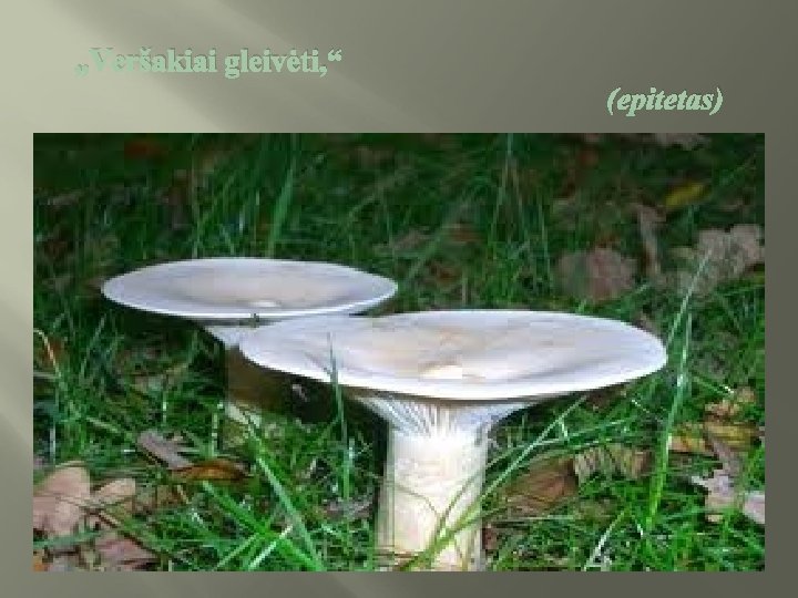  „Veršakiai gleivėti, “ (epitetas) 