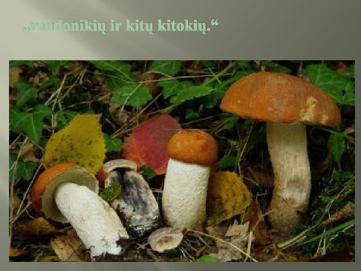 „raudonikių ir kitų kitokių. “ 