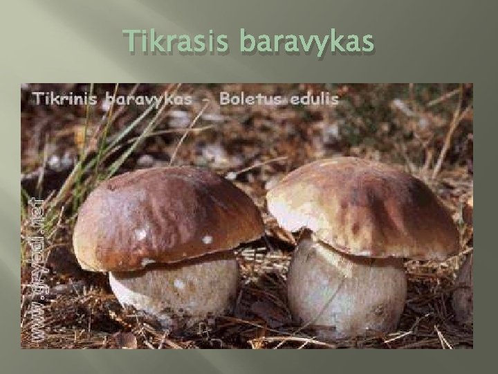 Tikrasis baravykas 