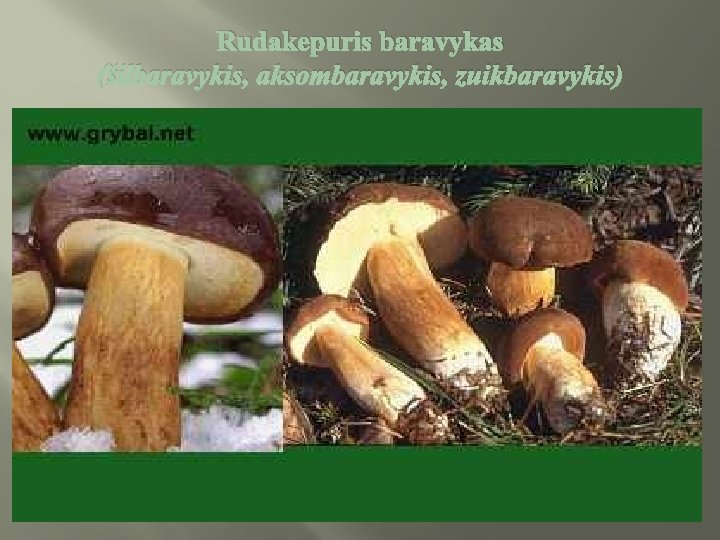 Rudakepuris baravykas (šilbaravykis, aksombaravykis, zuikbaravykis) 