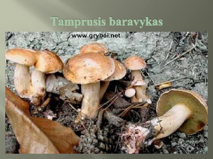 Tamprusis baravykas 