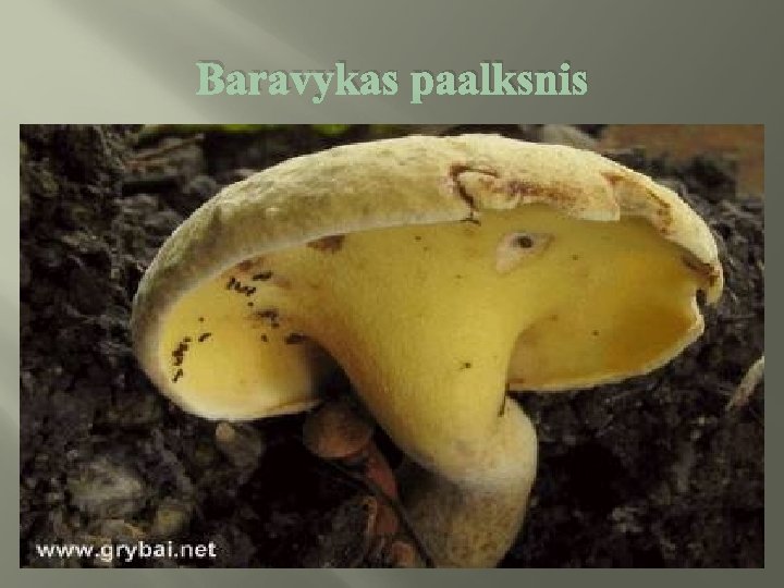 Baravykas paalksnis 