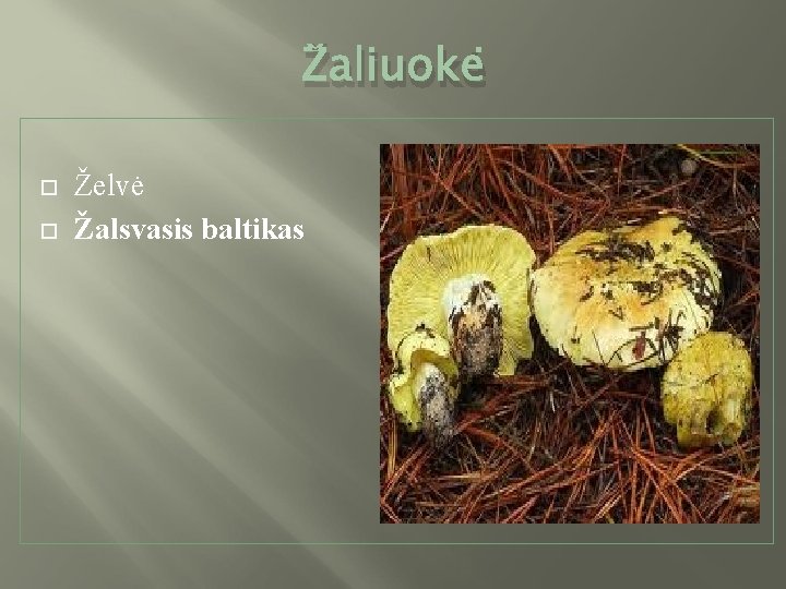 Žaliuokė Želvė Žalsvasis baltikas 