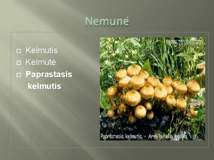 Nemunė Kelmutis Kelmutė Paprastasis kelmutis 